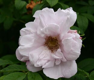 Роза Schneekoppe (Шнеекоппе) — фото 1