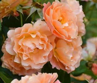 Роза Bordure Abricot (Бордюр Абрико)