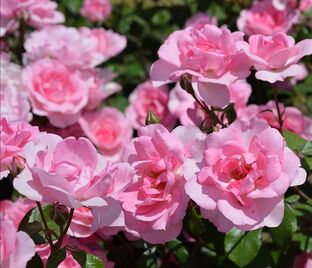 Роза Bordure Rose (Бордюр Роз)