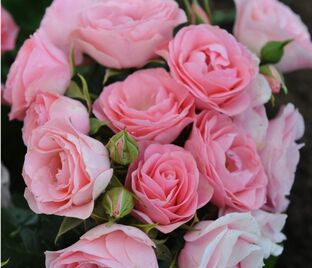 Роза Bouquet de Mariee (Буке де Мари)