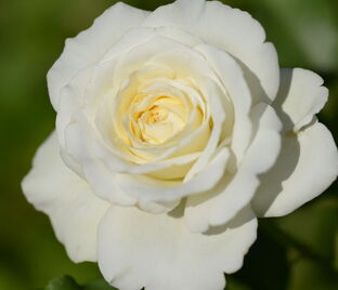 Роза Centenaire de Lourdes Blanc (Сантенэр де Лурд белая)