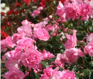 Роза Centenaire de Lourdes Rose (Сантенэр де Лурд розовая)