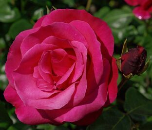 Роза Crepe de Chine (Креп де Шин)