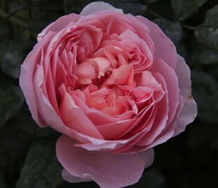 Роза Dame de Chenonceau (Дам де Шенонсо)