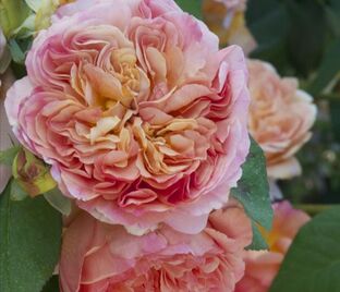 Роза Domaine de Chantilly (Домен де Шантийи)