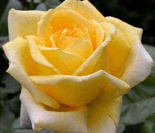 Роза Epidor (Эпидор)