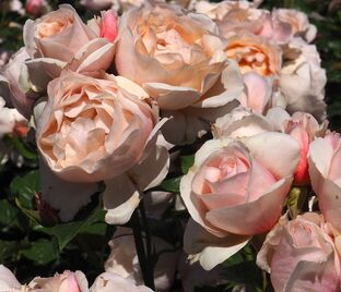 Роза Jardin des Tuileries (Жардан де Тюильри)