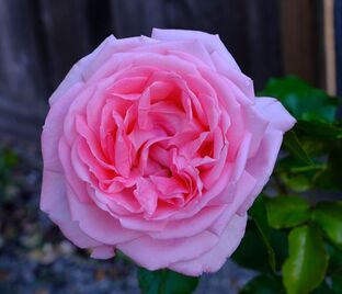 Роза La Rose de Molinard (Ля Роз де Молинар)