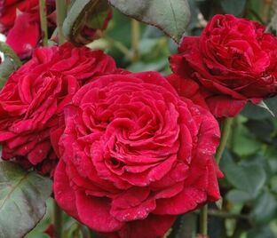 Роза La Rose des 4 Vents (Ля Роз Де Кятр Ван)