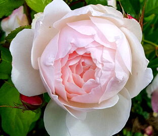Роза Madame Figaro (Мадам Фигаро)