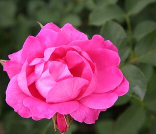 Роза Milrose (Мелроз)