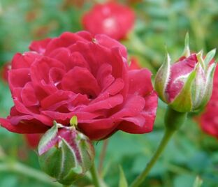 Роза Rose Cascade (Роз Каскад) — фото 1
