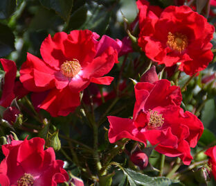 Роза Rouge Cascade (Rouge Cascade)