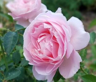 Роза Souvenir de Louis Amade (Сувенир де Луи Амад)