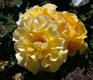 Роза Dorvaum (Дорваум)