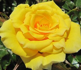 Роза Flower Power Gold (Флауэр Пауэр Голд)
