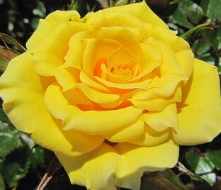 Роза Flower Power Gold (Флауэр Пауэр Голд)