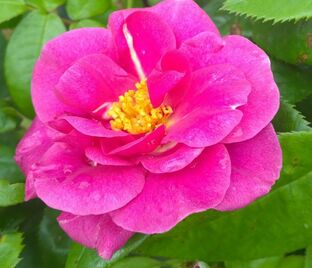 Роза The Oddfellows Rose (Зе Оддфеллоу'с Роуз)