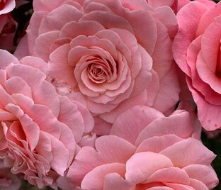 Роза Tickled Pink (Тиклд Пинк)