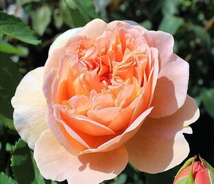 Роза Charles de Nervaux (Шарль де Нерво)