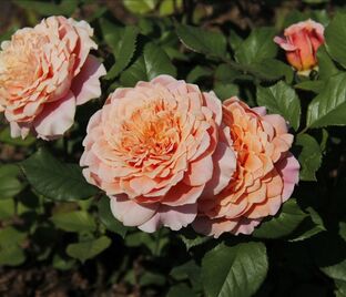 Роза Festival des Jardins de Chaumont (Фестиваль де Жардан де Шомон)