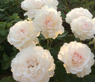 Роза Great North Eastern Rose (Грейт Норс Истен Роуз)