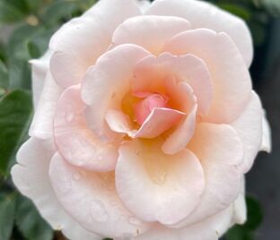 Роза Pearl Abundance (Пёрл Абанданс)