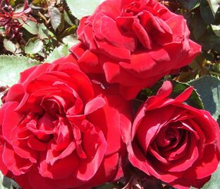 Роза Red Abundance (Ред Абанданс)