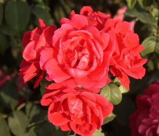 Роза Scarlet Abundance (Скарлет Абанданс)