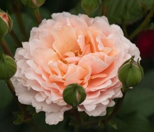 Роза Twiggy's Rose (Твигги'с Роуз)