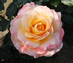 Роза Trinidad (Тринидад)
