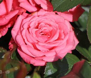 Роза Bella Rosa (Белла Роза)