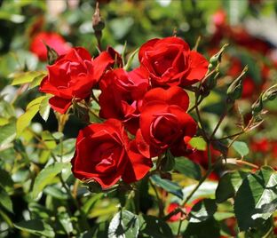 Роза Black Forest Rose (Блэк Форест Роуз)