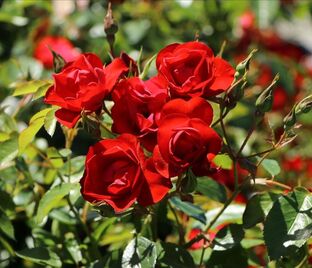 Роза Black Forest Rose (Блэк Форест Роуз) — фото 1