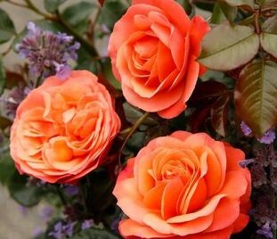 Роза Coral Lion's Rose (Корал Лионс Розе)