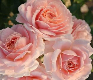 Роза Cremosa (Кремоза)