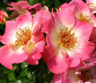 Роза Dolomiti (Доломиты)