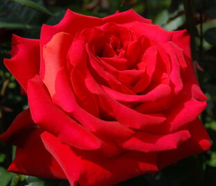 Роза Grande Amore (Гранд Аморе)