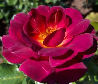 Роза Ile de Fleurs (Иль де Флёрс)