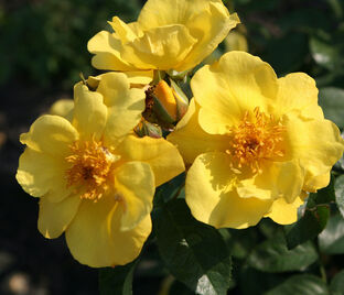 Роза Lemon Fizz (Лемон Физз) — фото 1