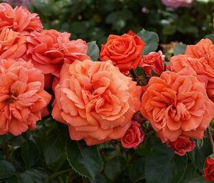 Роза Orangerie (Оронжери) — фото 1