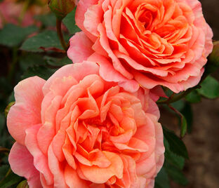 Роза Peach Melba (Пич Мельба)