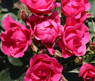 Роза Pink Forest Rose (Пинк Форест Роуз)