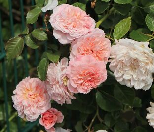 Роза Rose de Tolbiac (Роз де Толбиак)