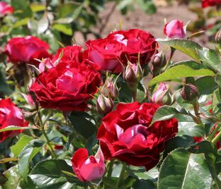 Роза Rose der Einheit (Розе дер Айнхайт)