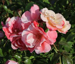 Роза Roseromantic (Розеромантик)