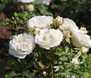 Роза Schneekusschen (Шникусшен) — фото 1