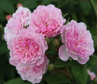 Роза Siluetta Romantic (Силуэтта Романтик)