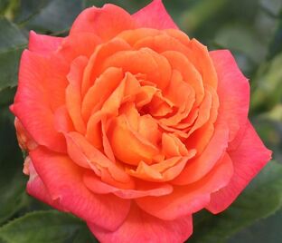 Роза Vulcano (Vulcano)