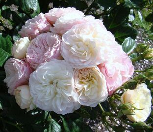 Роза Bouquet Parfait (Букет Парфе)